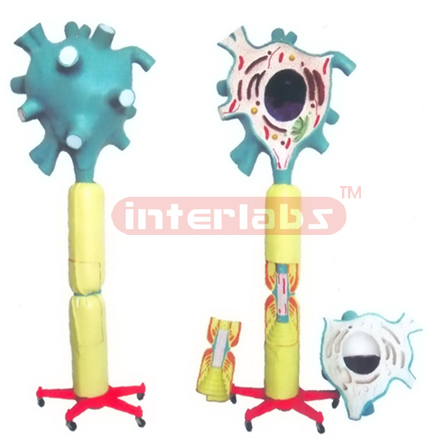 SUPER VERTICAL MOTOR NEURON MODEL W/PLASTIC STAND